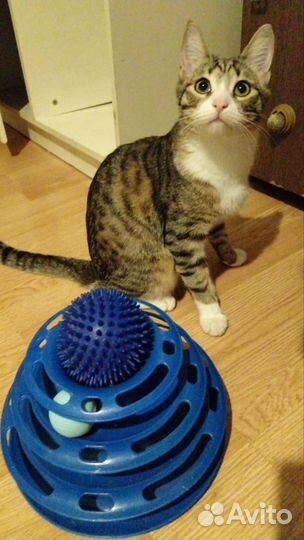 В связи с переездом котик ищет дом