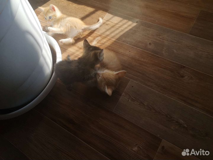 Отдам в добрые руки приученных к лотку котят