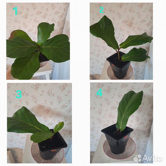 Фикус Лирата колумнарис (гигант)