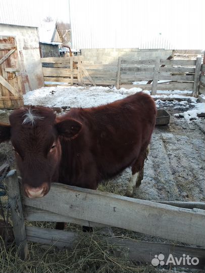 Бычки и быки на мясо