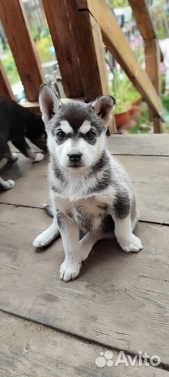 Сибирский хаски