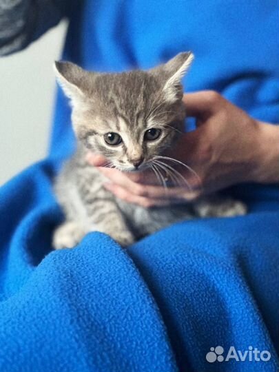 Серенькие девочки котятки