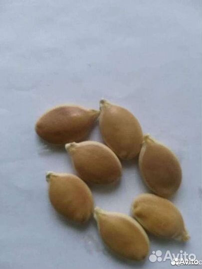 Тыква Серая Волжская,дыня