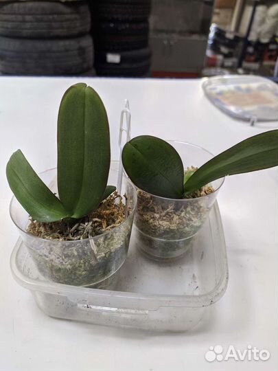 Орхидея детка