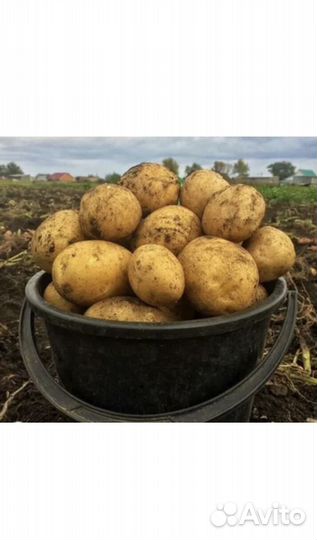 Продам картофель