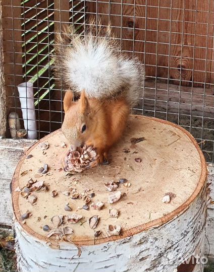 Белка алтайская