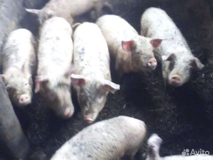 Поросята
