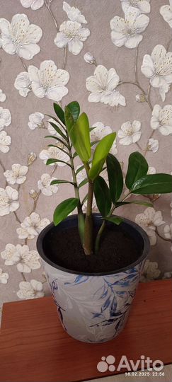 Замиокулькас