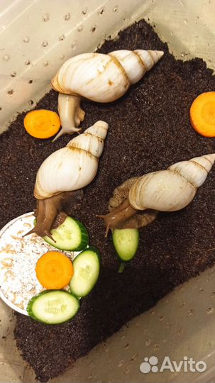 Улитки ахатины большие