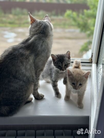 Котята в добрые руки бесплатно