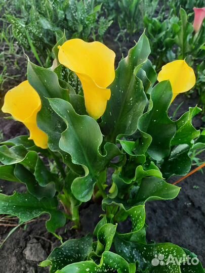 Каллы срезка,букеты