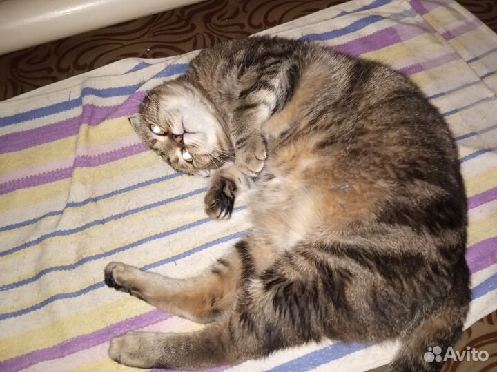 Шотландская вислоухая