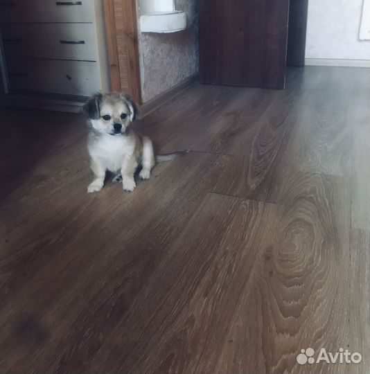 Собака