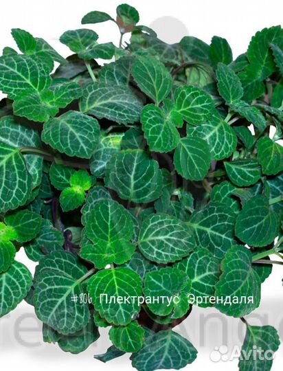 Плектрантус Эртендаля (Plectranthus oertendahlii)