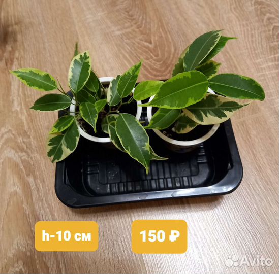 Фикусы Бенджамина пестролистные