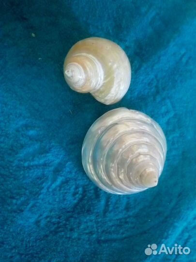 Морские ракушки, бусы из ракушек, сувениры