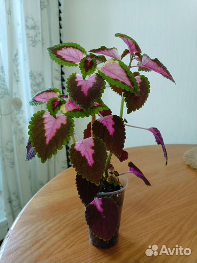 Комнатные цветы