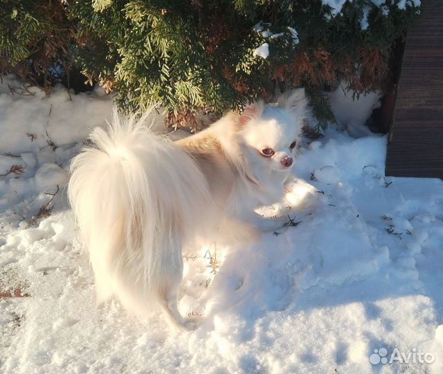 Вязка чихуахуа