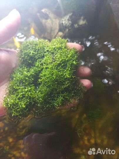 Аквариумные креветки,Ричия, рогалистник