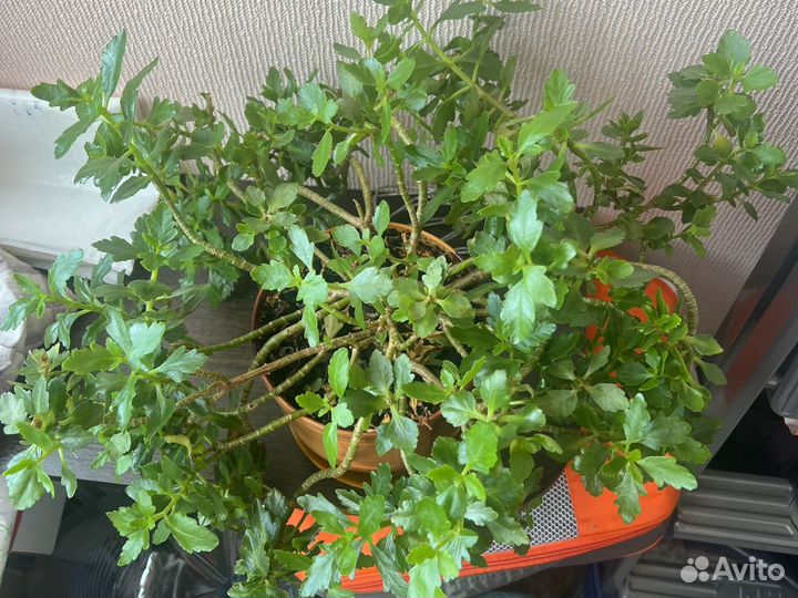 Каланхое Броссфельда