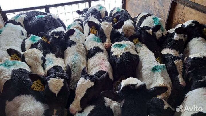 Телята бычки