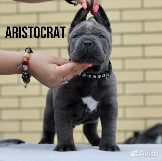 Щенки кане корсо