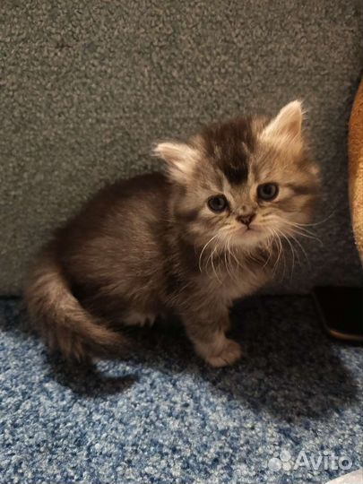 Шотландский котёнок
