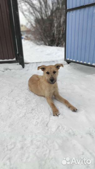 Собака в добрые руки отдам бесплатно