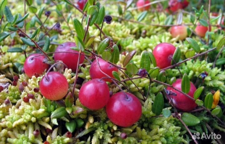 Продам клюкву