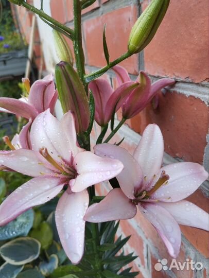 Лилия Марлен