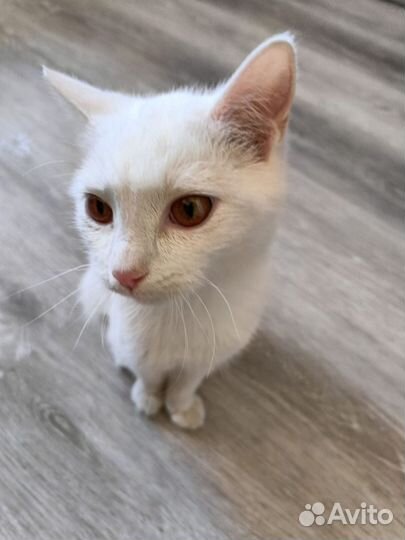 Котик, в добрые руки