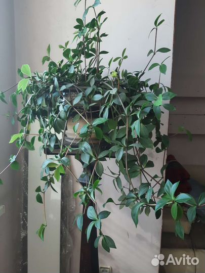 Традесканция