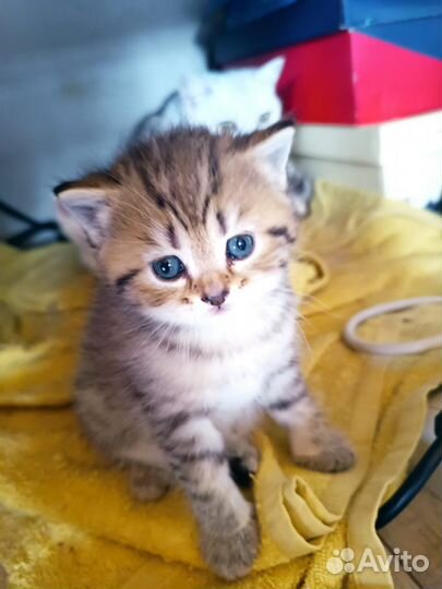 Британские котята