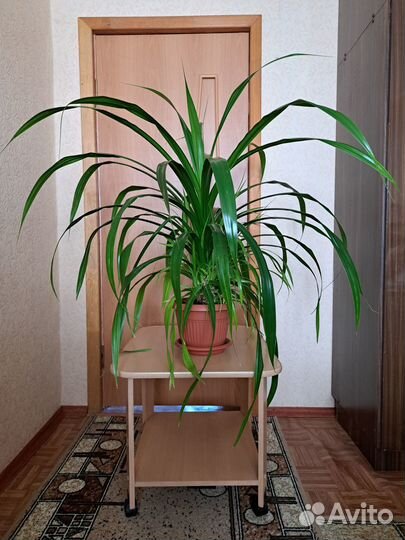 Цветок для офиса и дома - Пандаус