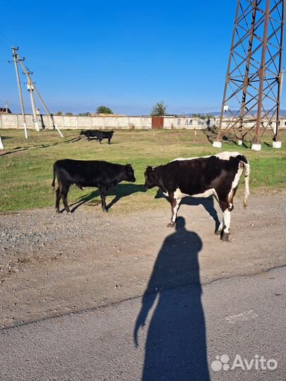 Коровы и телята