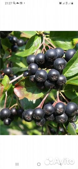 Рябина черная,красная,калина