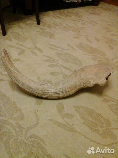 Продам рог ископаемого Бизона