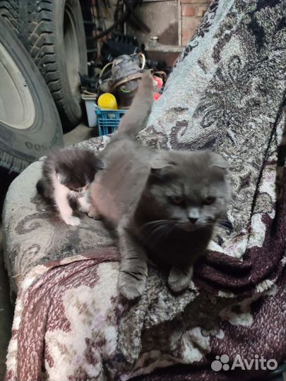 Британская