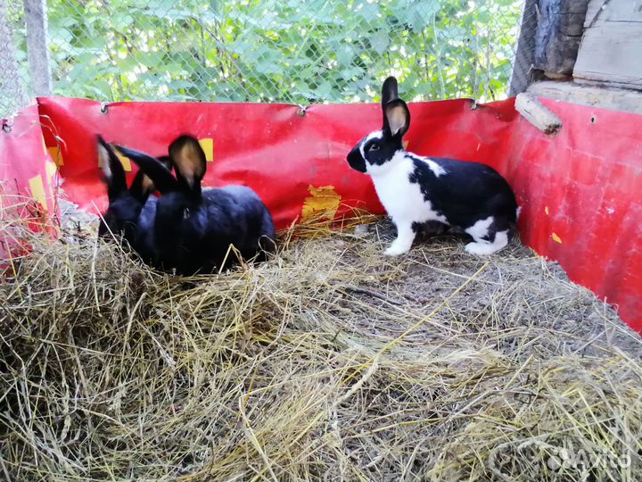 Кролики мясных пород