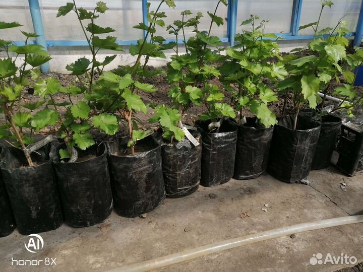 Саженцы винограда