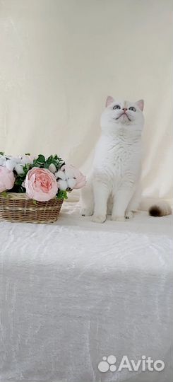 Белые Бриташки