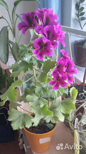 Королевская пеларгония