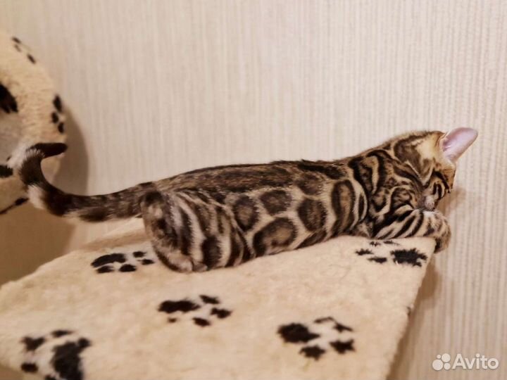 Бенгальские котята
