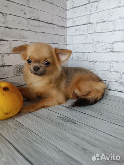 Продана.Мини девочка