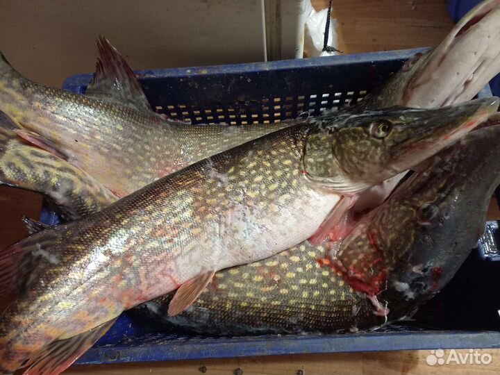 Рыба свежая с озера Ильмень