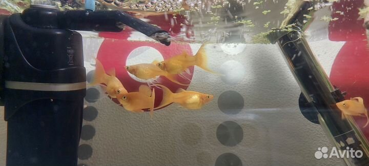 Гурами, скалярии, моллинезия лира, меченосец