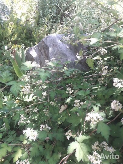 Спирея стелющаяся