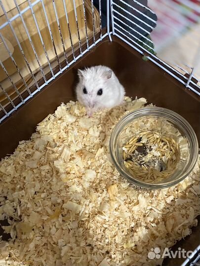 Джунгарский хомяк девочка