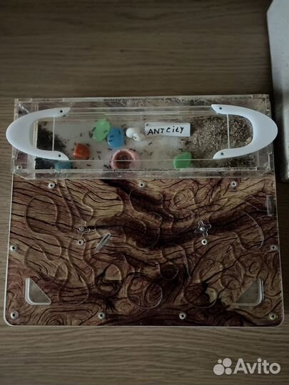 Муравьиная ферма antplanet с муравьями жнецами