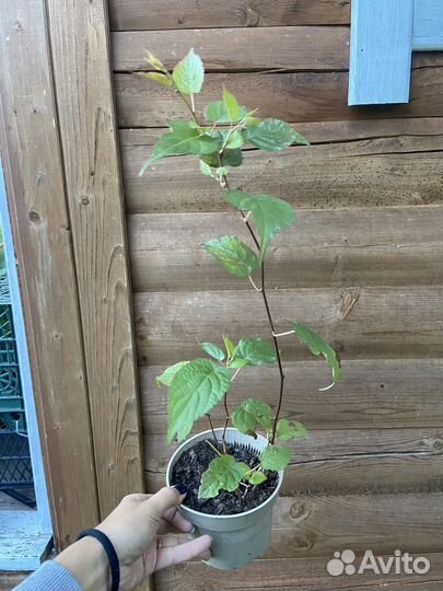 Актинидия Адам